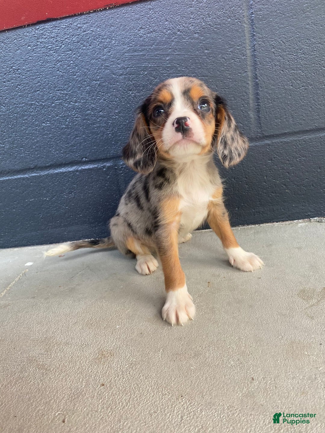Beaglier dogs for sale: Marshal - Image 5