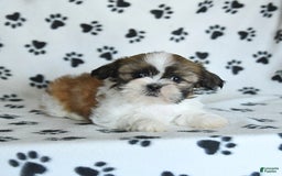 Shih Tzu dogs for sale: Izzy - Image 15