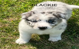 Border Collie dogs for sale: Blackie - Image 2