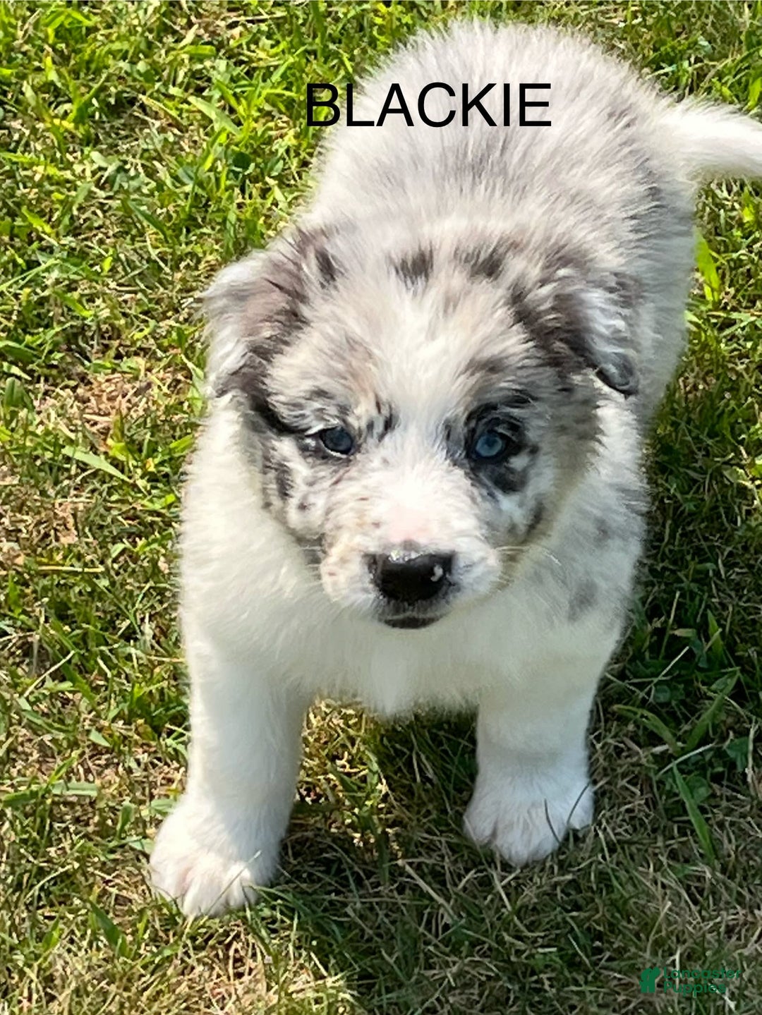 Border Collie dogs for sale: Blackie - Image 2