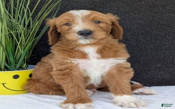 Goldendoodle dogs for sale: Mikey - Image 17