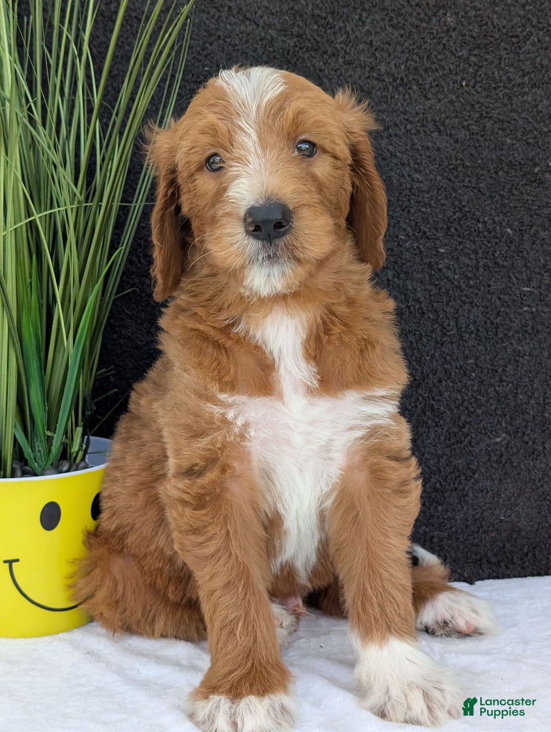 Goldendoodle dogs for sale: Mikey - Image 17