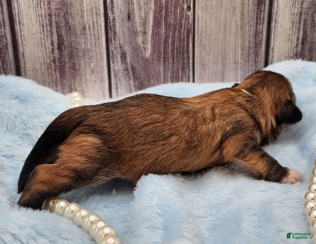 Chinese Crested dogs for sale: April - Image 8