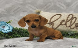 Miniature Dachshund dogs for sale: Dixon - Image 4