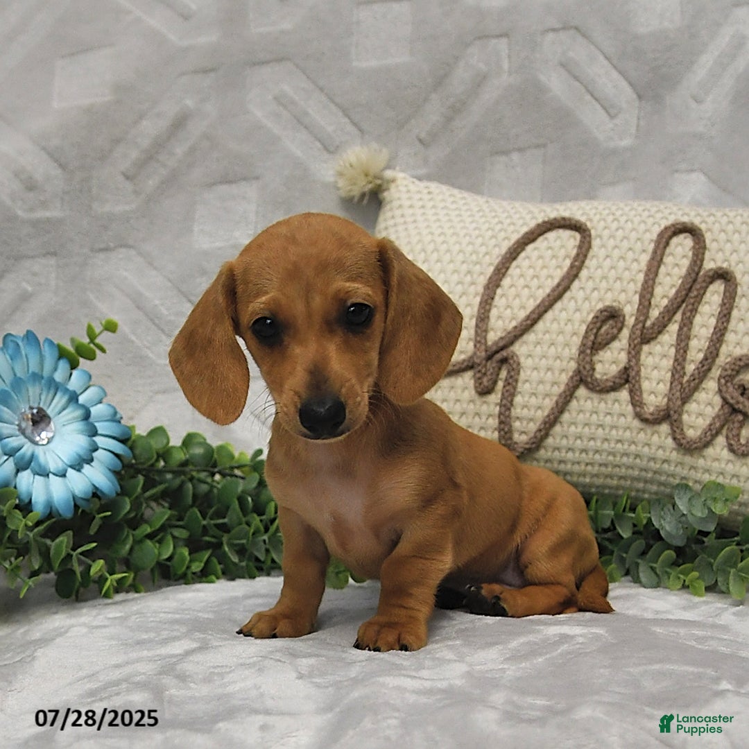 Miniature Dachshund dogs for sale: Dixon - Image 4