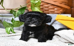 Havapoo dogs for sale: House Raised Billy - Image 18