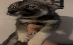 Siberian Husky dogs for sale: Luna - Image 1