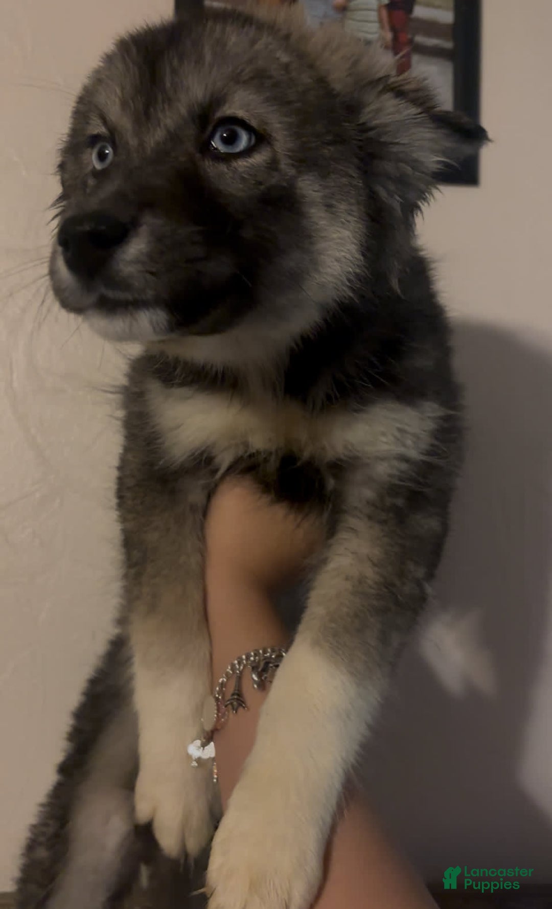 Siberian Husky dogs for sale: Luna - Image 1
