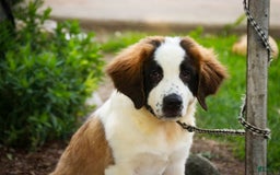 Saint Bernard dogs for sale: Madison - Image 6