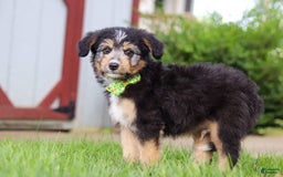 Mini Bernedoodle dogs for sale: Ollie - Image 5