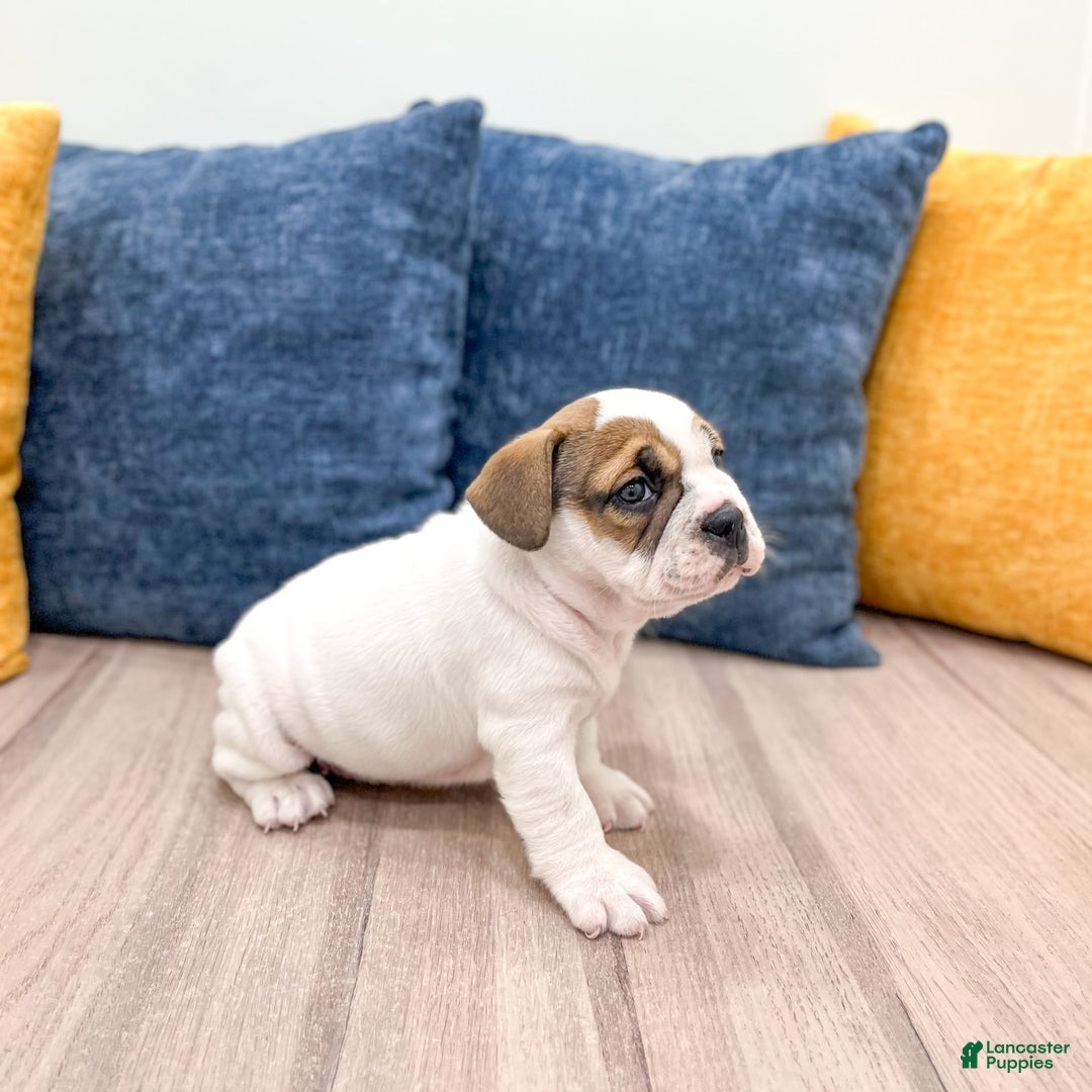Beabull dogs for sale: Darla - Image 4