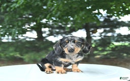 Miniature Dachshund dogs for sale: Fiona - Image 4