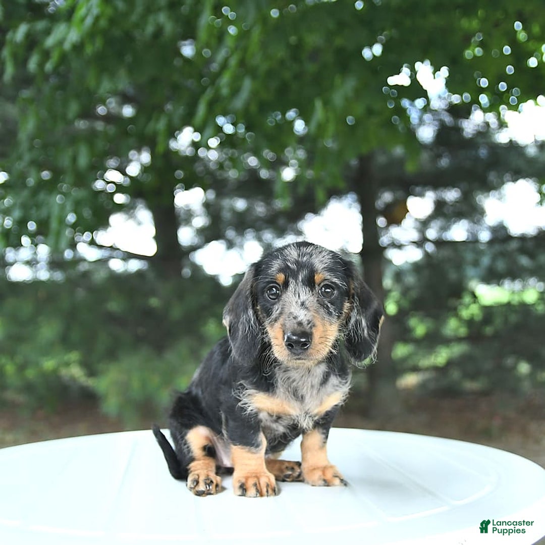 Miniature Dachshund dogs for sale: Fiona - Image 4