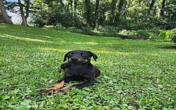 Doberman Pinscher dogs for sale: Dallas - Image 5
