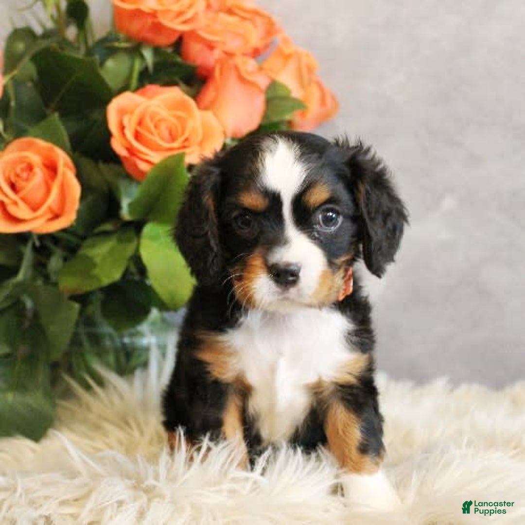 Miniature Bernese Mountain Dog dogs for sale: Truffle - Image 11