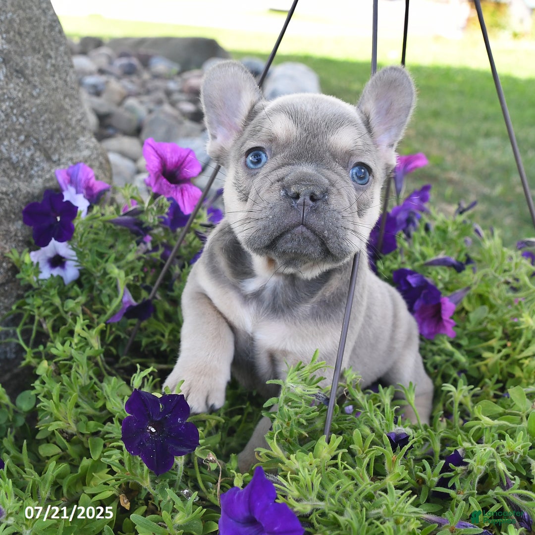 French Bulldog dogs for sale: Felix - Image 1