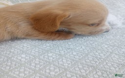 Miniature Dachshund dogs for sale: Elmer - Image 5