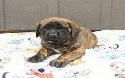 English Mastiff dogs for sale: Kayla - Image 6