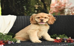 Cocker Spaniel dogs for sale: Kayla - Image 9