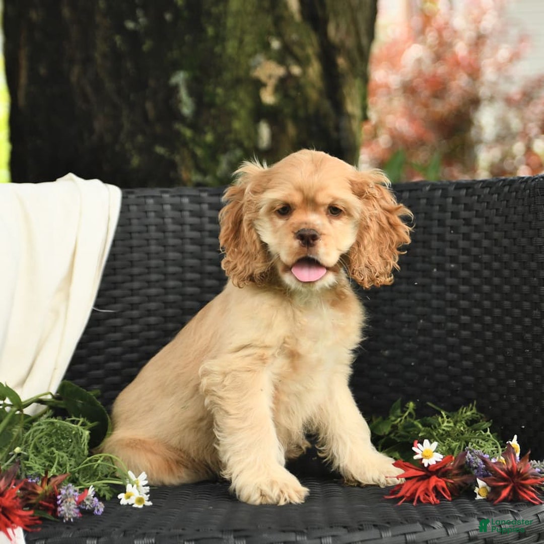 Cocker Spaniel dogs for sale: Kayla - Image 9