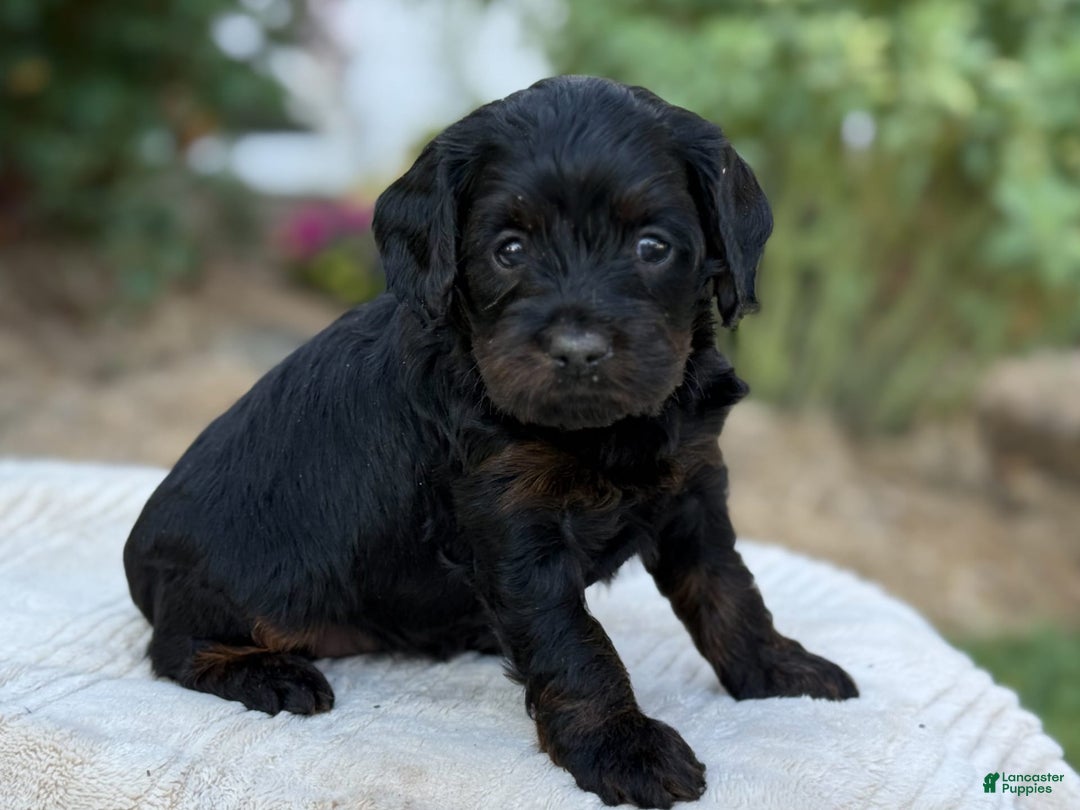 Cavapoo dogs for sale: Luna - Image 20