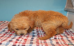  dogs for sale: Mini Goldendoodle 5 puppies - Image 3