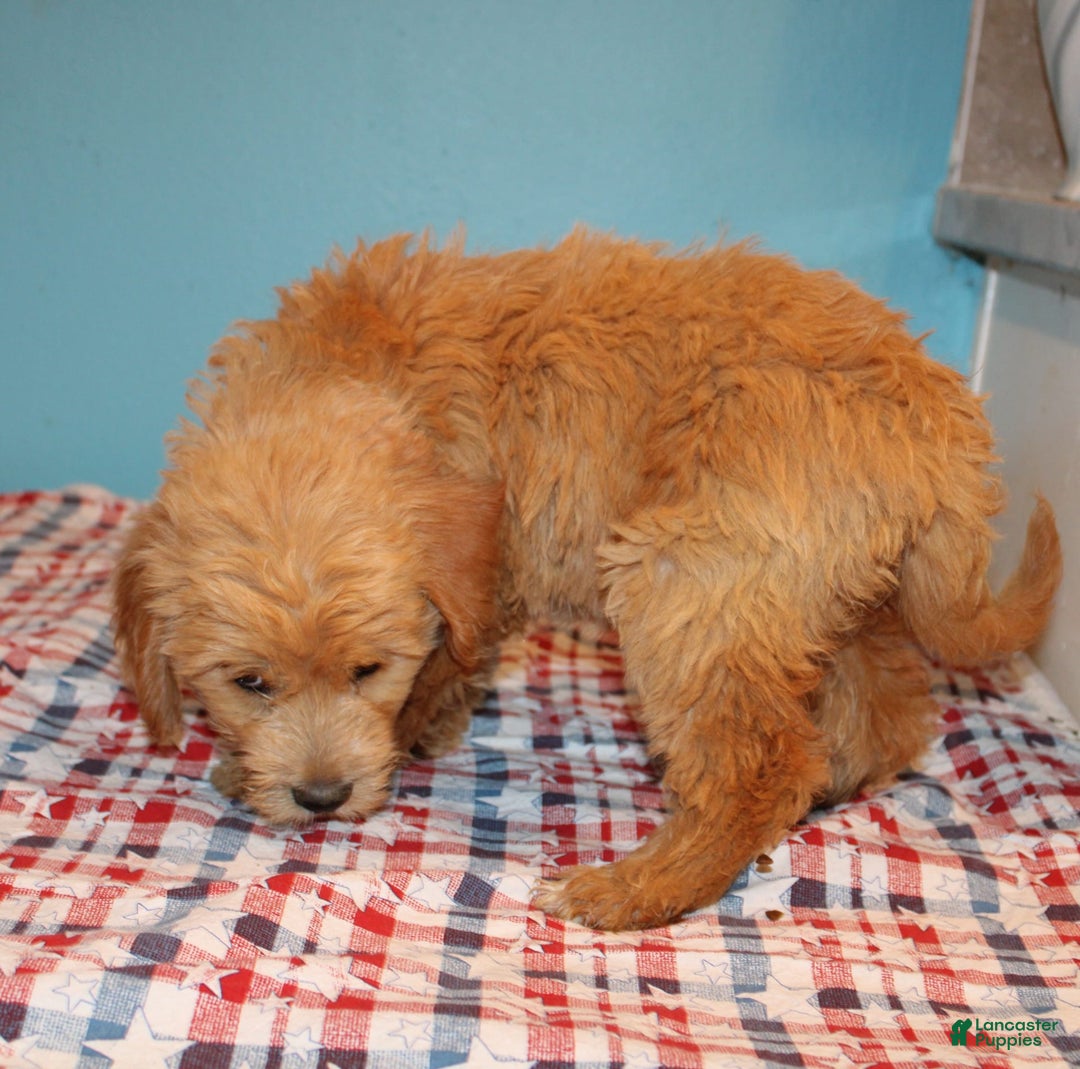  dogs for sale: Mini Goldendoodle 5 puppies - Image 3