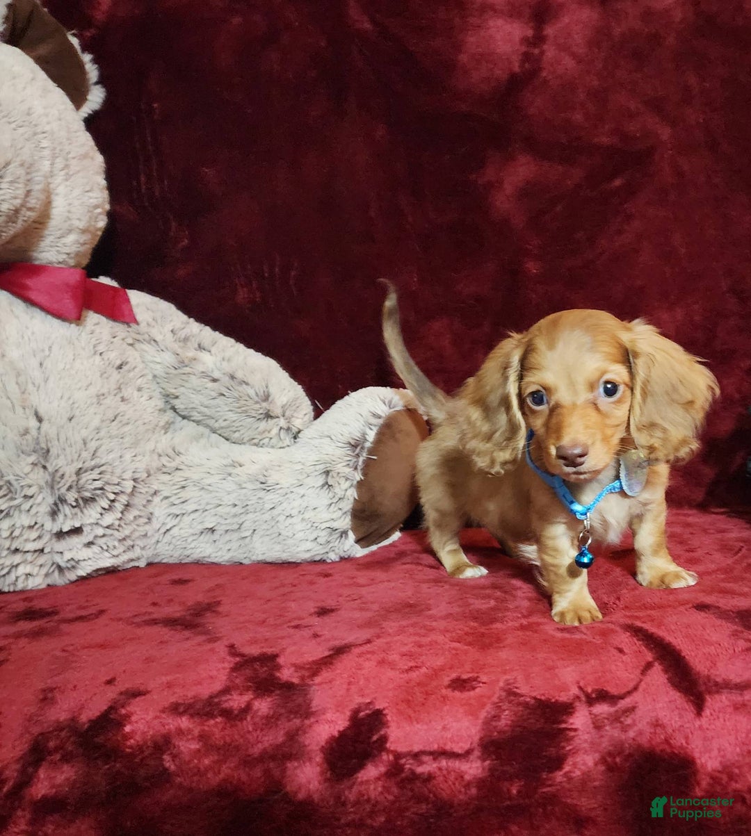 Miniature Dachshund dogs for sale: Tango - Image 8