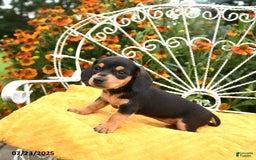 Miniature Dachshund dogs for sale: Willa - Image 1