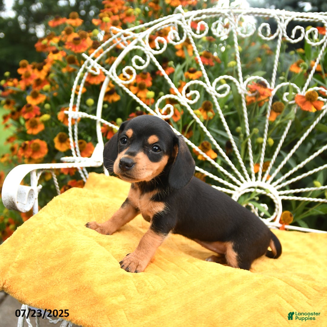 Miniature Dachshund dogs for sale: Willa - Image 1