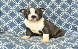 Boston Terrier dogs for sale: Kolby - Image 8