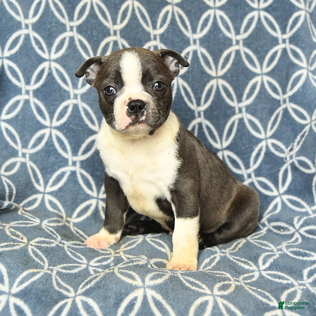 Boston Terrier dogs for sale: Kolby - Image 8