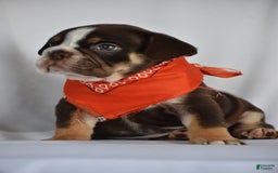 Beabull dogs for sale: Winston - Image 7