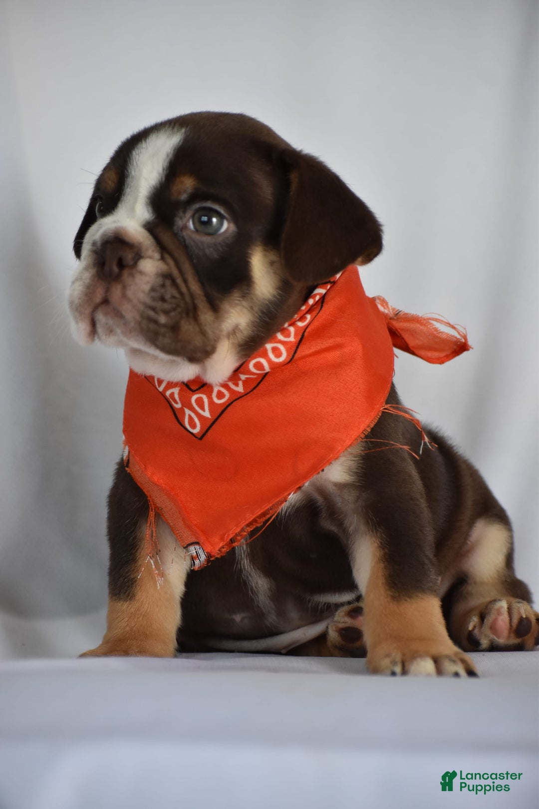 Beabull dogs for sale: Winston - Image 7