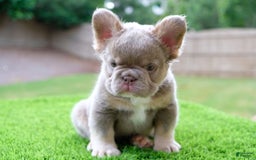 French Bulldog dogs for sale: Gorgeous George - Image 6