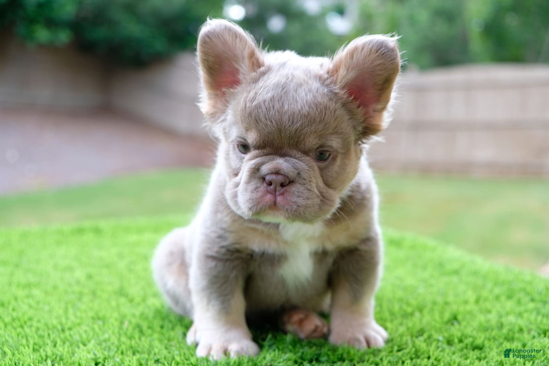 French Bulldog dogs for sale: Gorgeous George - Image 6