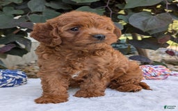 Cavapoo dogs for sale: Loki - Image 11