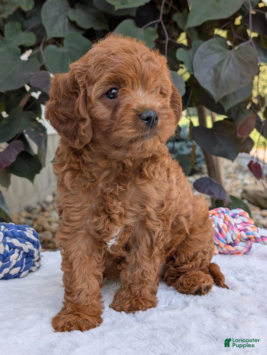 Cavapoo dogs for sale: Loki - Image 11