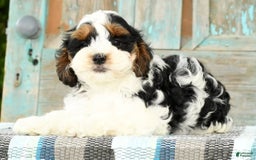 Cavapoo dogs for sale: Knight - Image 9