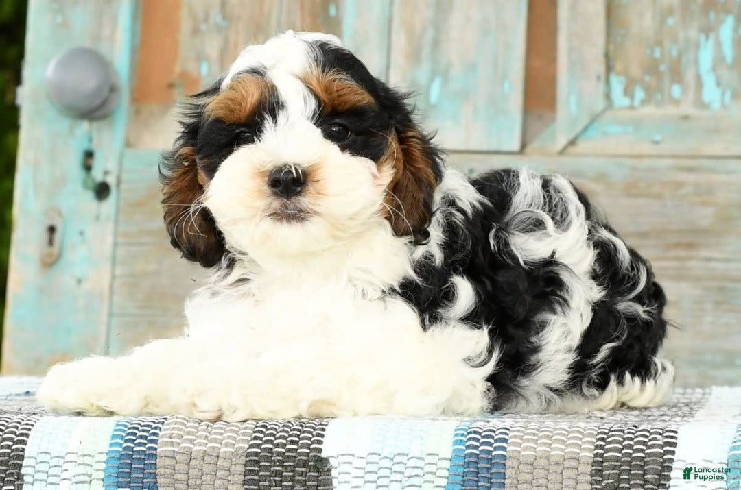 Cavapoo dogs for sale: Knight - Image 9