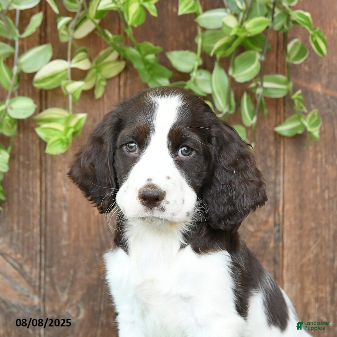 English Springer Spaniel dogs for sale: Oakley - Image 3