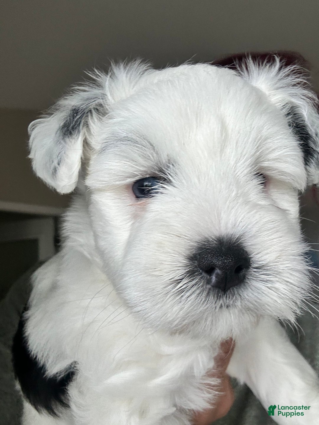 Miniature Schnauzer dogs for sale: Thor - Image 8