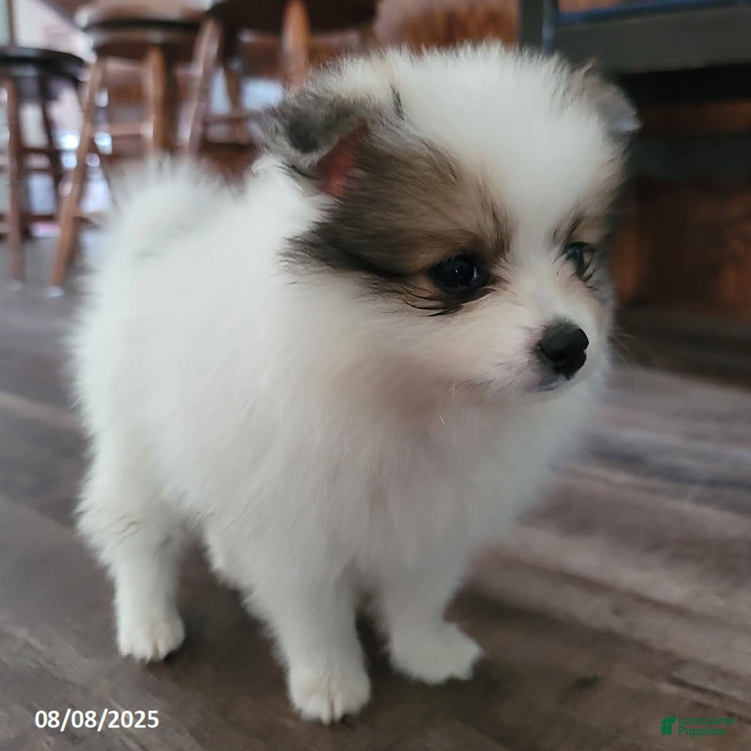 Pomeranian dogs for sale: Bingo - Image 5