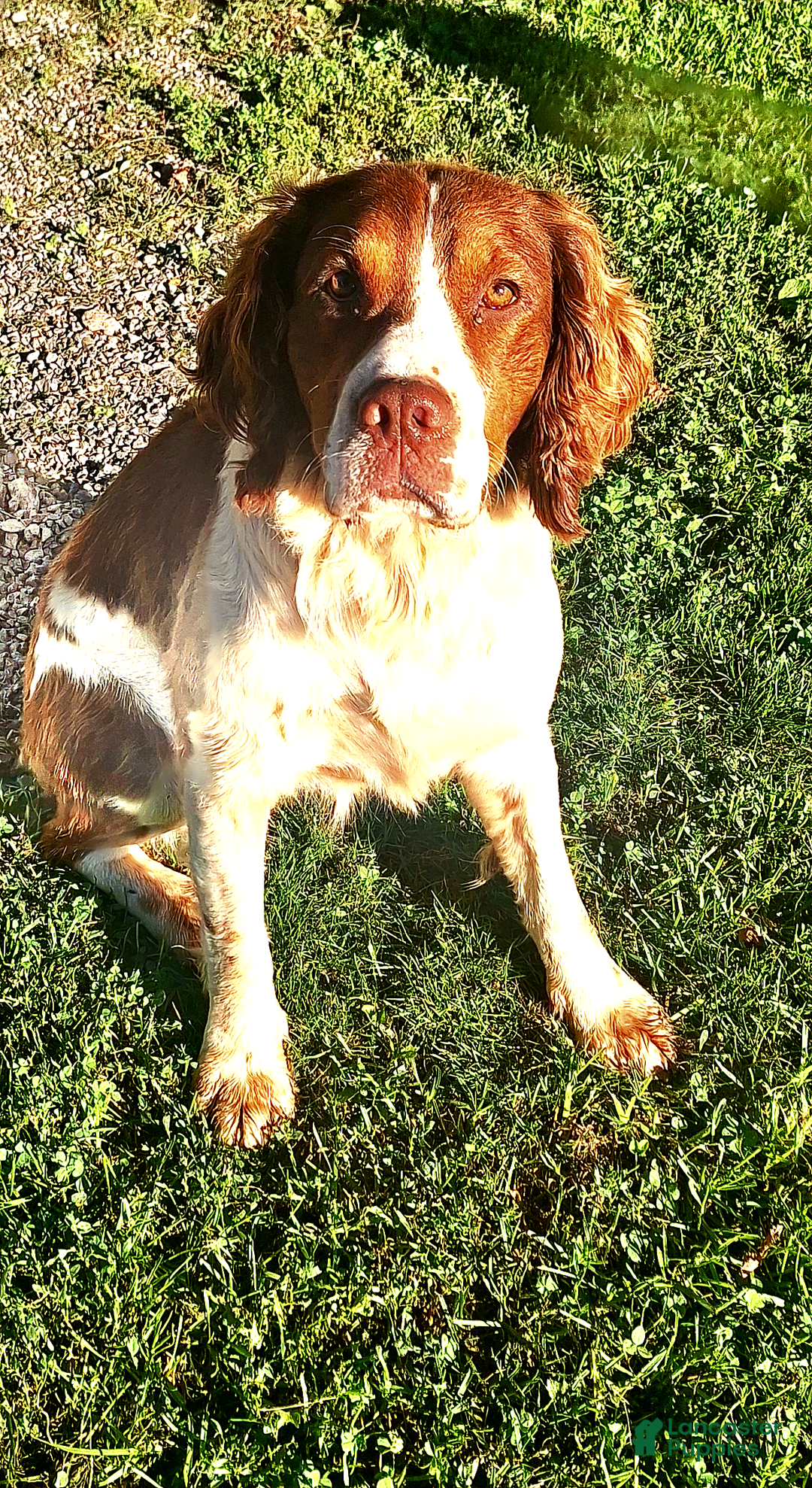 English Springer Spaniel dogs for sale: Buster - Image 11