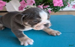 English Bulldog dogs for sale: Heath - Image 11