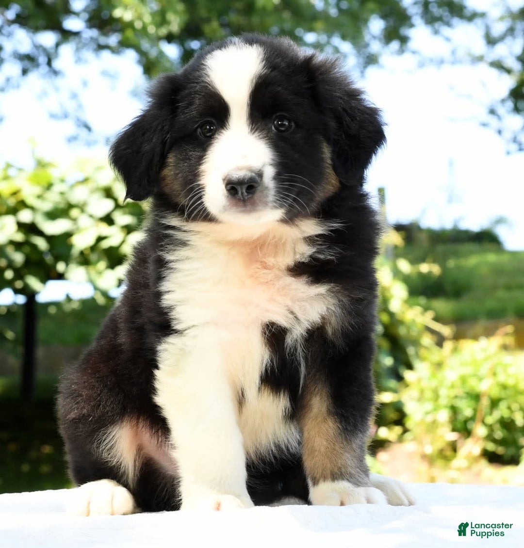 Australian Shepherd dogs for sale: Bear - Image 3