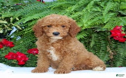 Cavapoo dogs for sale: Cavapoo 4 puppies - Image 1