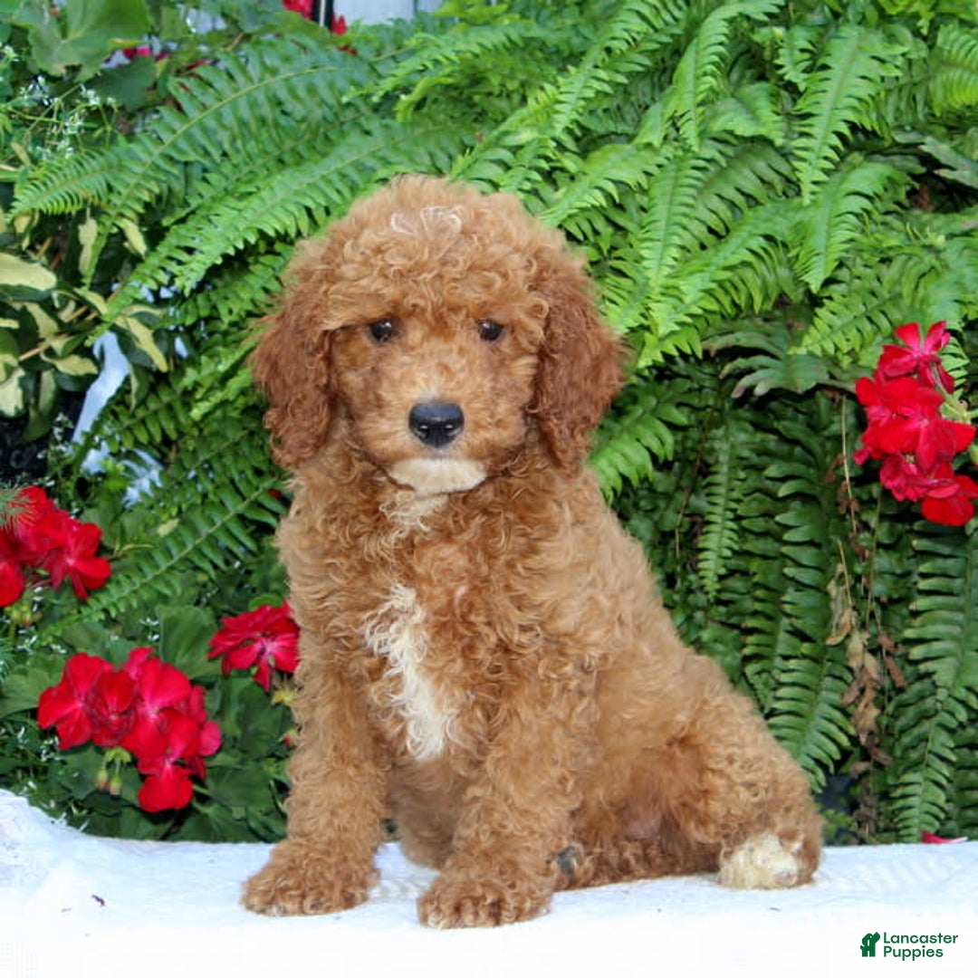 Cavapoo dogs for sale: Cavapoo 4 puppies - Image 1