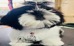 Shih Tzu dogs for sale: Sugar - Image 3