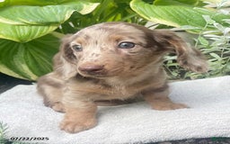 Miniature Dachshund dogs for sale: Lady La Cherish - Image 2